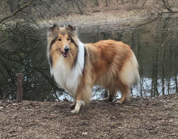 Yasinta Sunbeam z Dančí louky